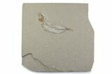 Cretaceous Fossil Fish (Gaudryella) - Lebanon #376364-1
